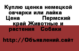 Куплю щенка немецкой овчарки или лайка  › Цена ­ 1 000 - Пермский край Животные и растения » Собаки   